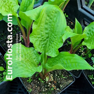 Hosta Redback Tawern