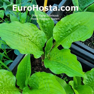 Hosta Redback Tawern