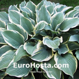 Hosta Regal Splendor - Eurohosta