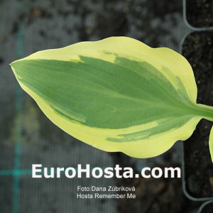 Hosta Regal Supreme - Eurohosta