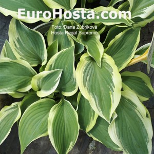 Hosta Regal Supreme -