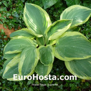 Hosta Regal Supreme - Eurohosta