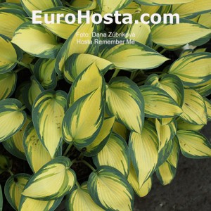 Hosta Remember Me