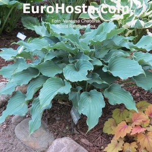 Hosta Restless Sea - Eurohosta