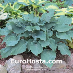 Hosta Restless Sea - Eurohosta