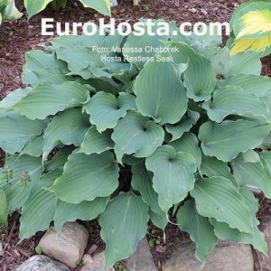 Hosta Restless Sea - Eurohosta