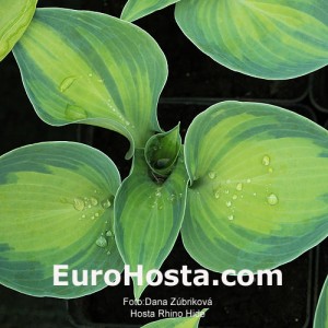 Hosta Rhino Hide - Eurohosta