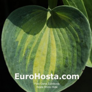 Hosta Rhino Hide - Eurohosta