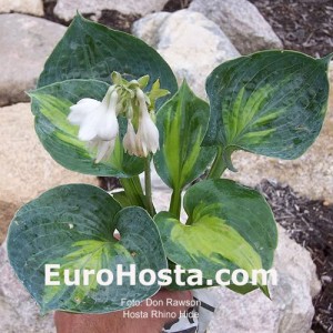 Hosta Rhino Hide - Eurohosta