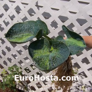 Hosta Rhino Hide - Eurohosta