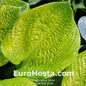 Hosta Rich Uncle