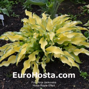 Hosta Ripple Effect - Eurohosta