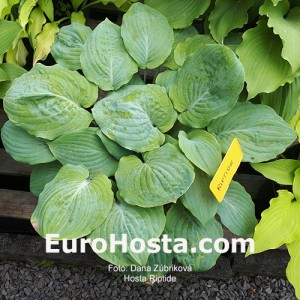 Hosta Riptide