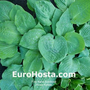 Hosta Riptide