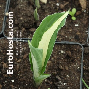 Hosta Risky Business - Eurohosta