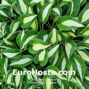 Hosta Risky Business - Eurohosta