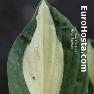 Hosta Risky Business - Eurohosta