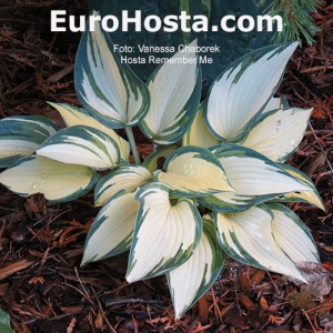 Hosta Remember Me - Eurohosta