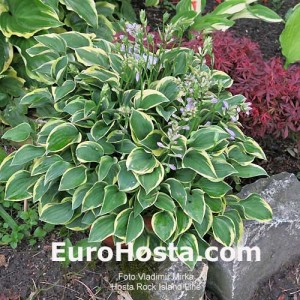 Hosta Rock Island Line