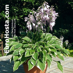 Hosta Rock Island Line