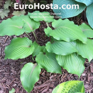 Hosta Rocket's Red Glare - Eurohosta