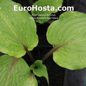 Hosta Rocket's Red Glare - Eurohosta