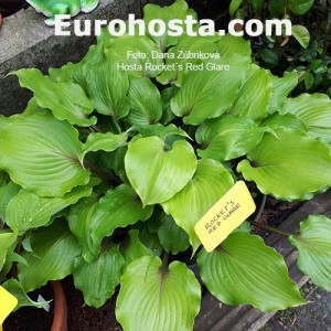 Hosta Rocket's Red Glare