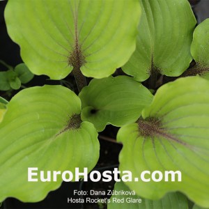 Hosta Rocket's Red Glare