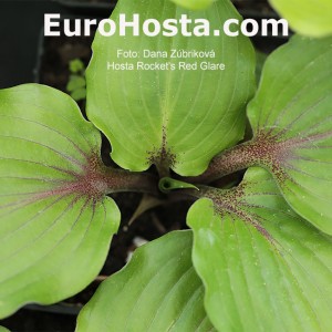 Hosta Rocket's Red Glare