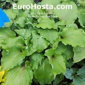 Hosta Rocket's Red Glare