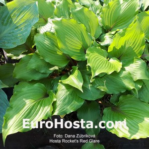 Hosta Rocket's Red Glare