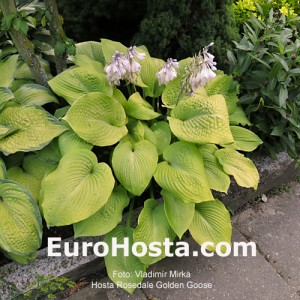 Hosta Rosedale Golden Gooser - Eurohosta