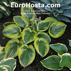 Hosta Rosedale Misty Pathways