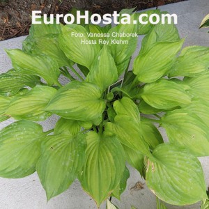 Hosta Roy Klehm