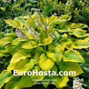 Hosta Royal Flush - Eurohosta