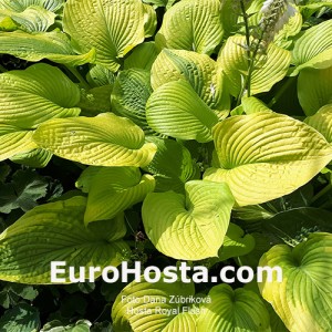 Hosta Royal Flush - Eurohosta