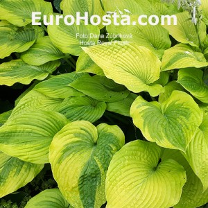 Hosta Royal Flush - Eurohosta