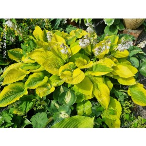 Hosta Royal Flush - Eurohosta