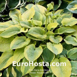 Hosta Royal Flush - Eurohosta