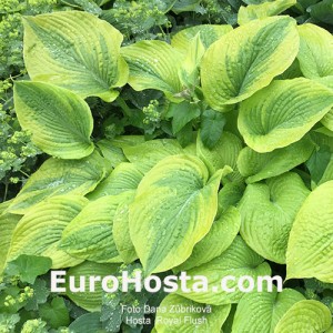 Hosta Royal Flush