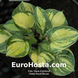 Hosta Royal Mouse Ears