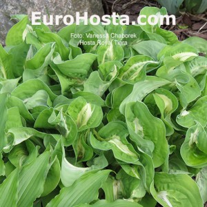 Hosta Royal Tiara