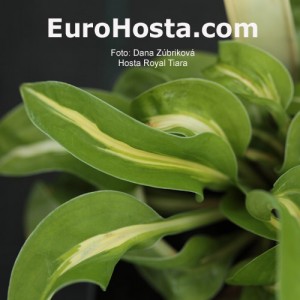 Hosta Royal Tiara