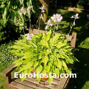 Hosta Royalty