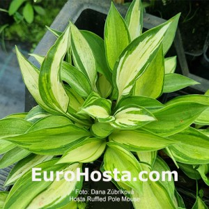 Hosta Ruffled Pole Mouse