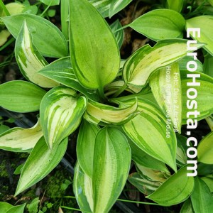 Hosta Ruffled Pole Mouse