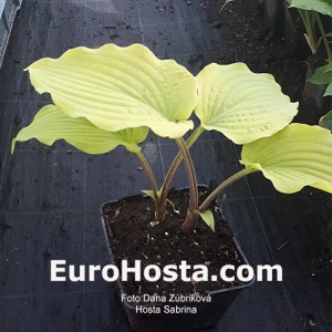 Hosta Sabrina