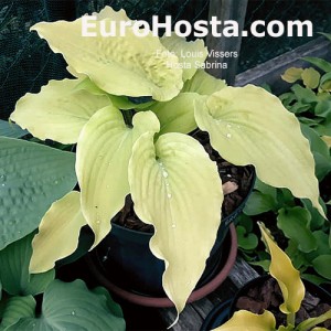 Hosta Sabrina