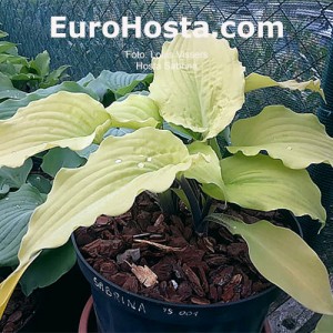 Hosta Sabrina