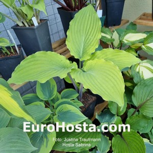 Hosta Sabrina